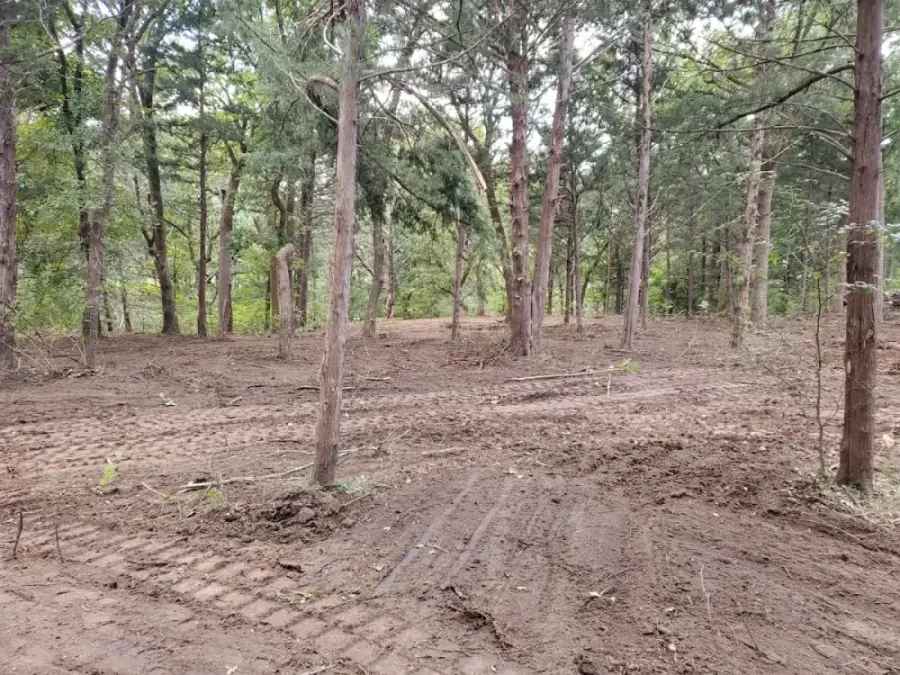 Wooded lot with cedars standing and underbrush cleared, tire tracks visible from skid-steer clearing work in Collin County TX