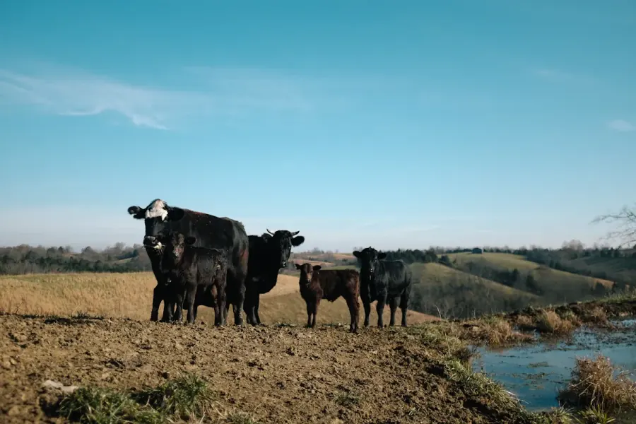 Cattle standing at the edge of a stock pond on North Texas pasture