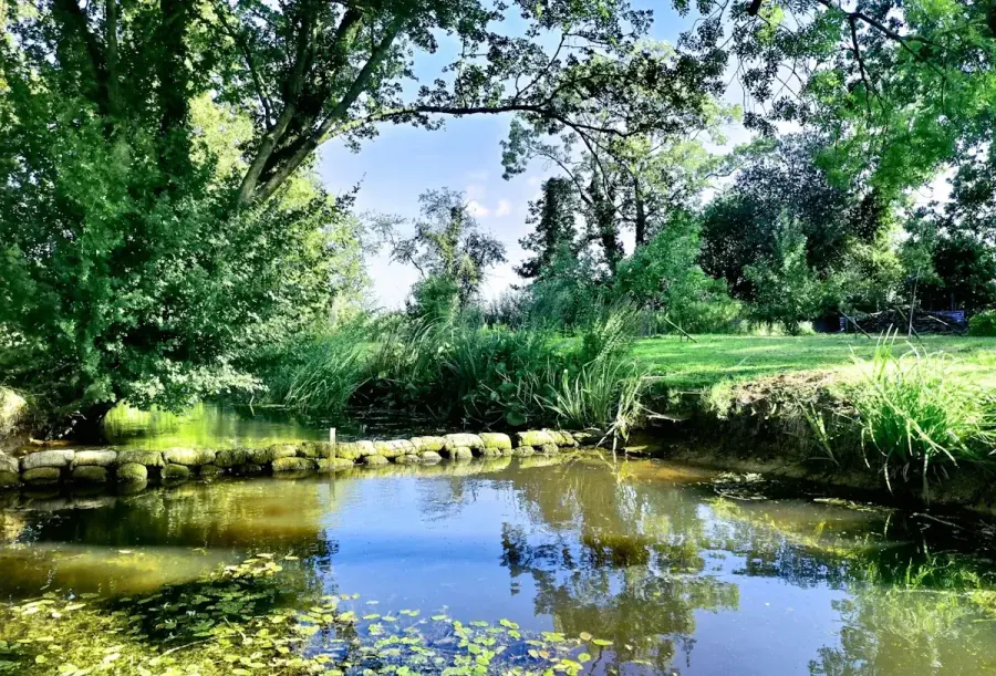 Ornamental pond with lily pads and mature shade trees on a rural property